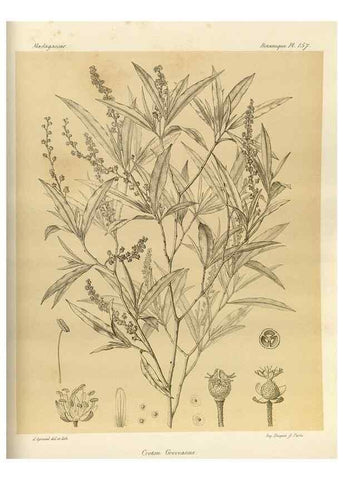Reproducción/Reproduction 49786227377: Histoire physique, naturelle, et politique de Madagascar. Paris :Impr. nationale,1885-. 
