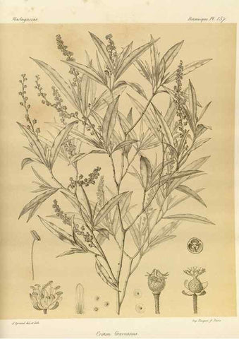 Reproducción/Reproduction 49786227377: Histoire physique, naturelle, et politique de Madagascar. Paris :Impr. nationale,1885-. 