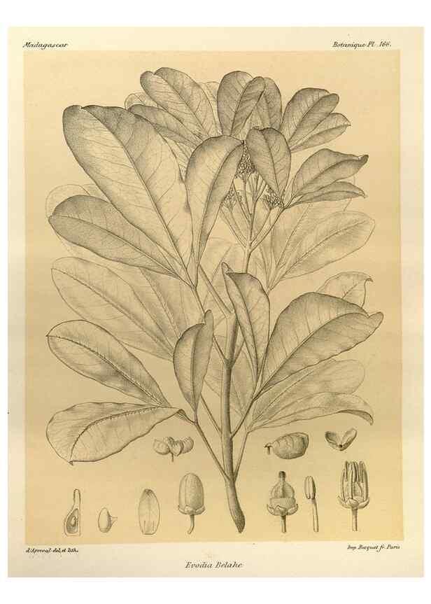 Reproducción/Reproduction 49785371833: Histoire physique, naturelle, et politique de Madagascar. Paris :Impr. nationale,1885-. 