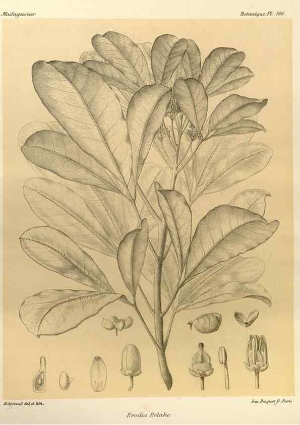 Reproducción/Reproduction 49785371833: Histoire physique, naturelle, et politique de Madagascar. Paris :Impr. nationale,1885-. 