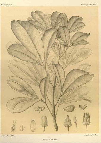 Reproducción/Reproduction 49785371833: Histoire physique, naturelle, et politique de Madagascar. Paris :Impr. nationale,1885-. 