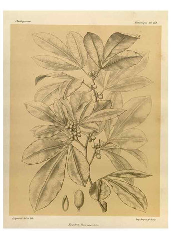 Reproducción/Reproduction 49786231142: Histoire physique, naturelle, et politique de Madagascar. Paris :Impr. nationale,1885-. 