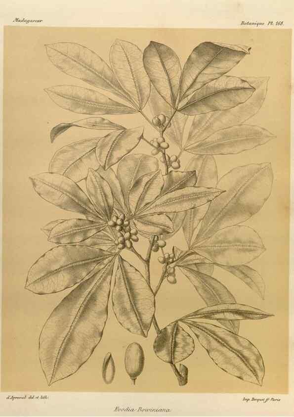 Reproducción/Reproduction 49786231142: Histoire physique, naturelle, et politique de Madagascar. Paris :Impr. nationale,1885-. 