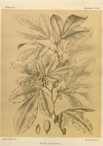 Reproducción/Reproduction 49786231142: Histoire physique, naturelle, et politique de Madagascar. Paris :Impr. nationale,1885-. 