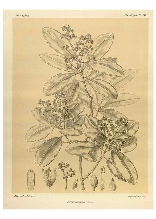 Reproducción/Reproduction 49785910561: Histoire physique, naturelle, et politique de Madagascar. Paris :Impr. nationale,1885-. 