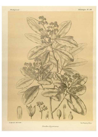 Reproducción/Reproduction 49785910561: Histoire physique, naturelle, et politique de Madagascar. Paris :Impr. nationale,1885-. 