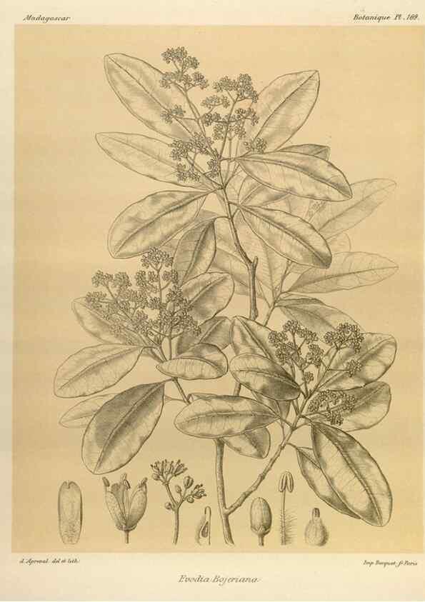 Reproducción/Reproduction 49785910561: Histoire physique, naturelle, et politique de Madagascar. Paris :Impr. nationale,1885-. 