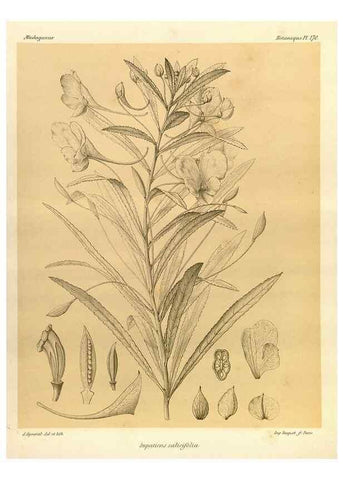 Reproducción/Reproduction 49785910776: Histoire physique, naturelle, et politique de Madagascar. Paris :Impr. nationale,1885-. 