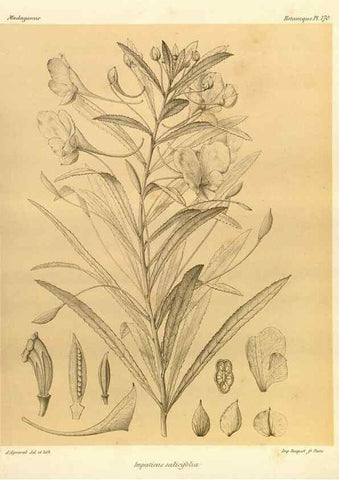 Reproducción/Reproduction 49785910776: Histoire physique, naturelle, et politique de Madagascar. Paris :Impr. nationale,1885-. 