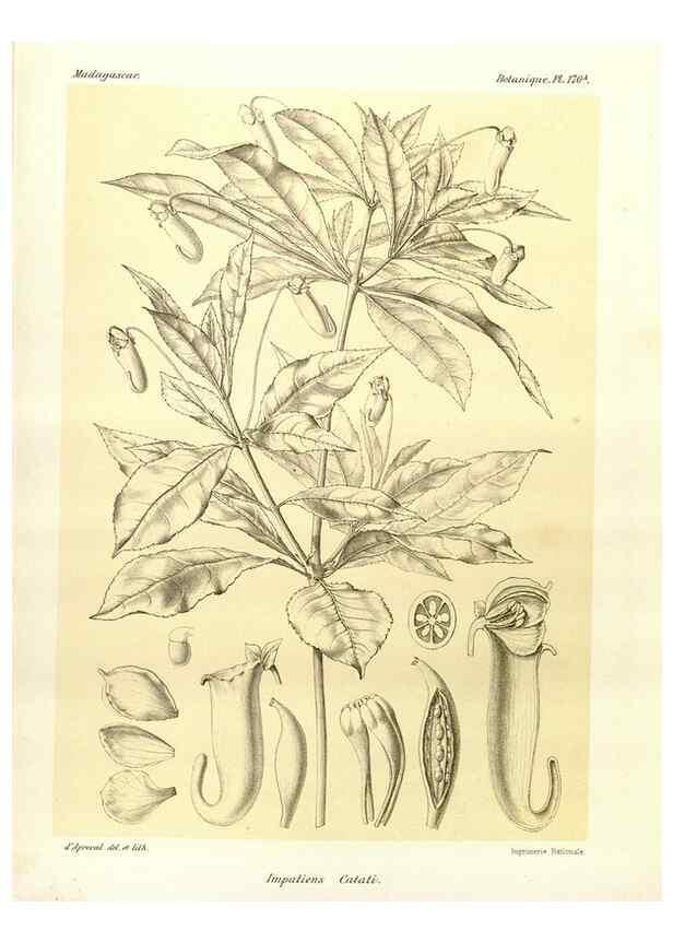 Reproducción/Reproduction 49785373508: Histoire physique, naturelle, et politique de Madagascar. Paris :Impr. nationale,1885-. 