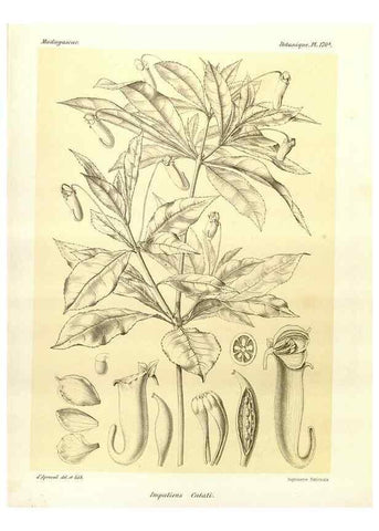Reproducción/Reproduction 49785373508: Histoire physique, naturelle, et politique de Madagascar. Paris :Impr. nationale,1885-. 