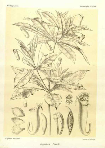 Reproducción/Reproduction 49785373508: Histoire physique, naturelle, et politique de Madagascar. Paris :Impr. nationale,1885-. 