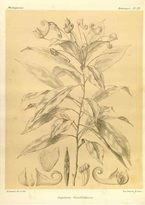 Reproducción/Reproduction 49785373838: Histoire physique, naturelle, et politique de Madagascar. Paris :Impr. nationale,1885-. 