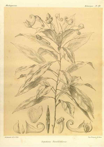 Reproducción/Reproduction 49785373838: Histoire physique, naturelle, et politique de Madagascar. Paris :Impr. nationale,1885-. 