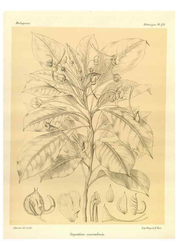 Reproducción/Reproduction 49786232557: Histoire physique, naturelle, et politique de Madagascar. Paris :Impr. nationale,1885-. 