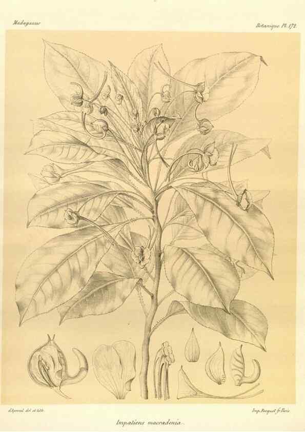 Reproducción/Reproduction 49786232557: Histoire physique, naturelle, et politique de Madagascar. Paris :Impr. nationale,1885-. 