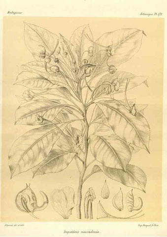 Reproducción/Reproduction 49786232557: Histoire physique, naturelle, et politique de Madagascar. Paris :Impr. nationale,1885-. 