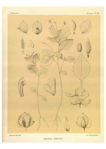 Reproducción/Reproduction 49786232852: Histoire physique, naturelle, et politique de Madagascar. Paris :Impr. nationale,1885-. 