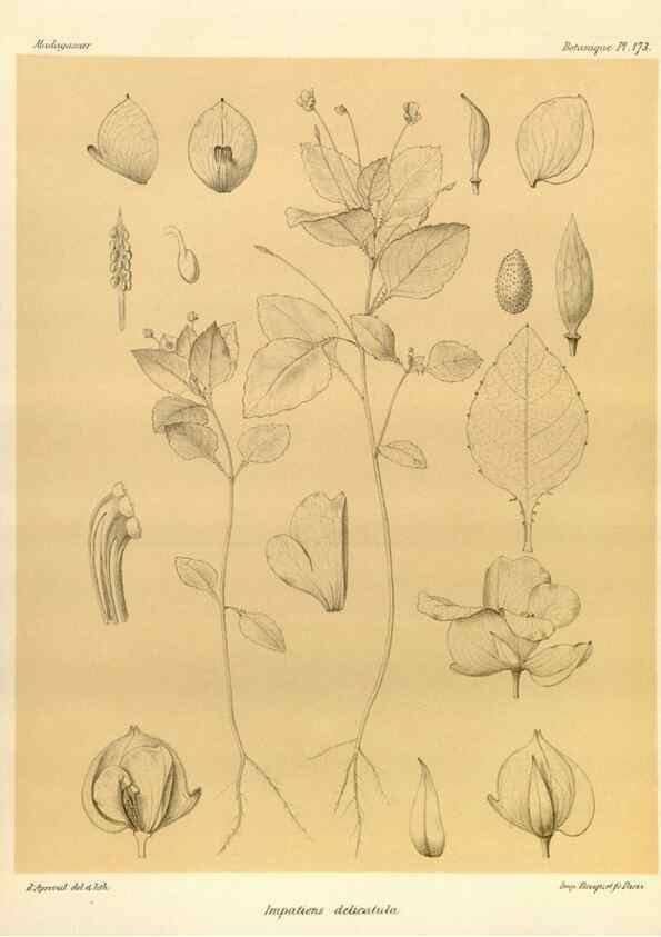 Reproducción/Reproduction 49786232852: Histoire physique, naturelle, et politique de Madagascar. Paris :Impr. nationale,1885-. 