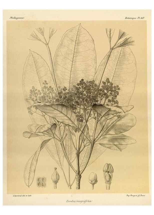Reproducción/Reproduction 49785909951: Histoire physique, naturelle, et politique de Madagascar. Paris :Impr. nationale,1885-. 