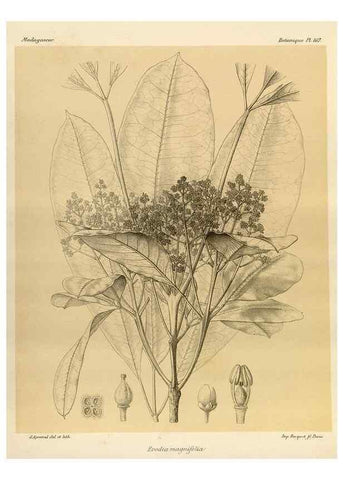 Reproducción/Reproduction 49785909951: Histoire physique, naturelle, et politique de Madagascar. Paris :Impr. nationale,1885-. 