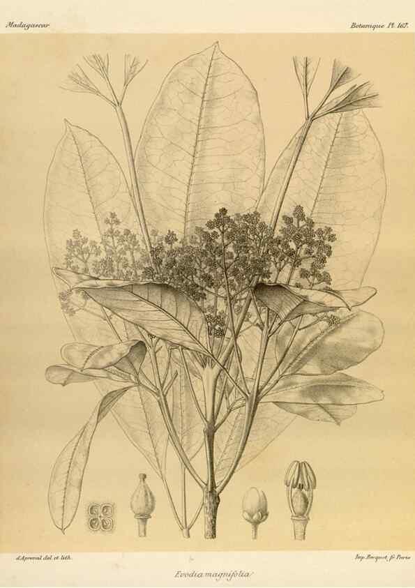 Reproducción/Reproduction 49785909951: Histoire physique, naturelle, et politique de Madagascar. Paris :Impr. nationale,1885-. 