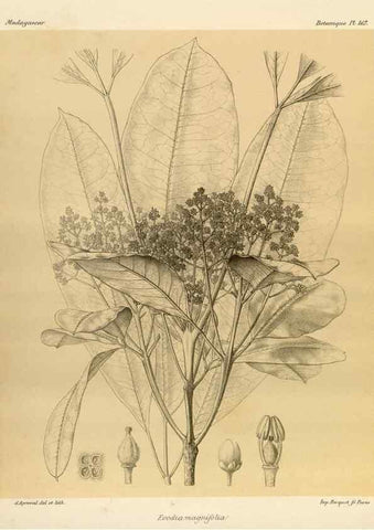 Reproducción/Reproduction 49785909951: Histoire physique, naturelle, et politique de Madagascar. Paris :Impr. nationale,1885-. 