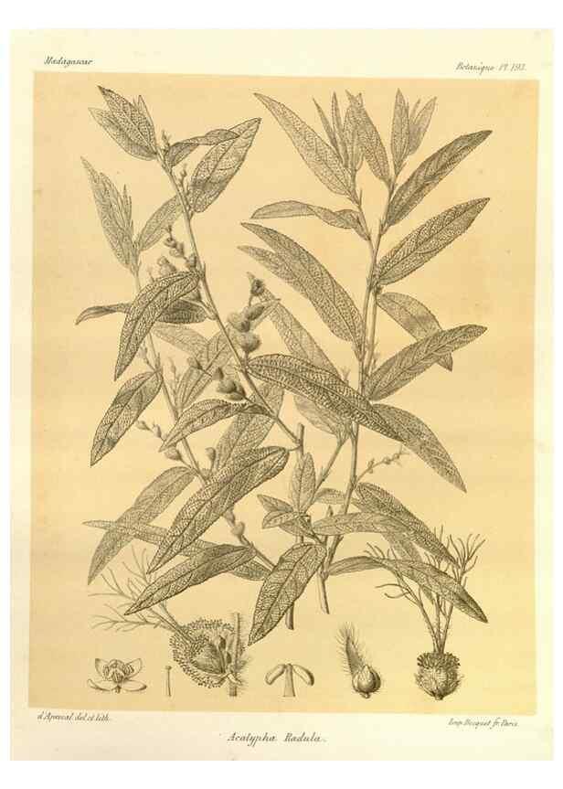 Reproducción/Reproduction 49786239922: Histoire physique, naturelle, et politique de Madagascar. Paris :Impr. nationale,1885-. 