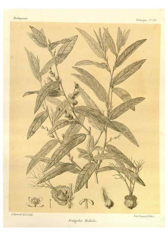 Reproducción/Reproduction 49786239922: Histoire physique, naturelle, et politique de Madagascar. Paris :Impr. nationale,1885-. 
