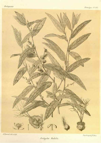 Reproducción/Reproduction 49786239922: Histoire physique, naturelle, et politique de Madagascar. Paris :Impr. nationale,1885-. 
