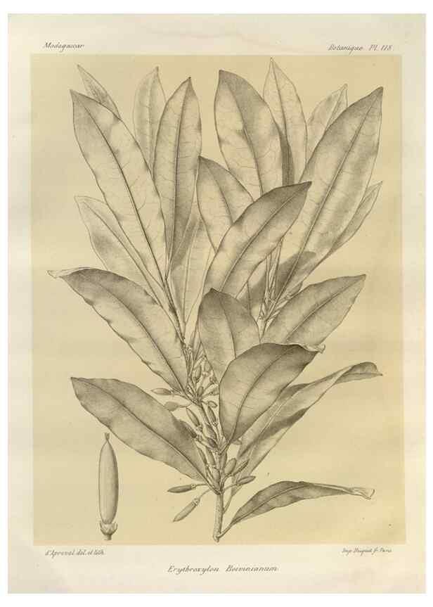 Reproducción/Reproduction 49785332713: Histoire physique, naturelle, et politique de Madagascar. Paris :Impr. nationale,1885-. 