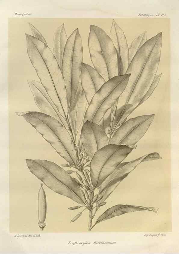 Reproducción/Reproduction 49785332713: Histoire physique, naturelle, et politique de Madagascar. Paris :Impr. nationale,1885-. 
