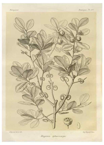 Reproducción/Reproduction 49785869891: Histoire physique, naturelle, et politique de Madagascar. Paris :Impr. nationale,1885-. 