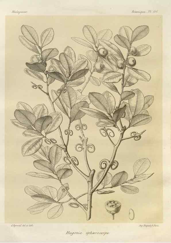 Reproducción/Reproduction 49785869891: Histoire physique, naturelle, et politique de Madagascar. Paris :Impr. nationale,1885-. 