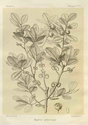 Reproducción/Reproduction 49785869891: Histoire physique, naturelle, et politique de Madagascar. Paris :Impr. nationale,1885-. 