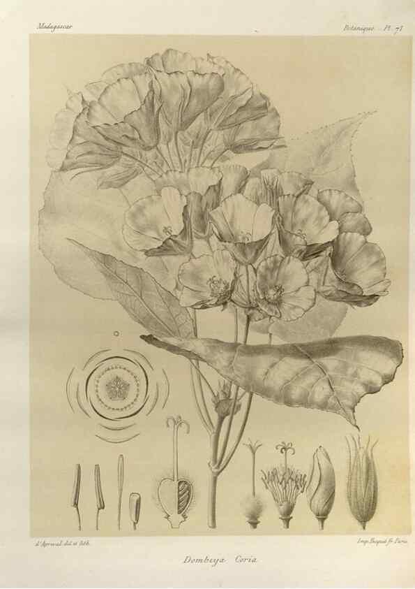 Reproducción/Reproduction 49786173682: Histoire physique, naturelle, et politique de Madagascar. Paris :Impr. nationale,1885-. 