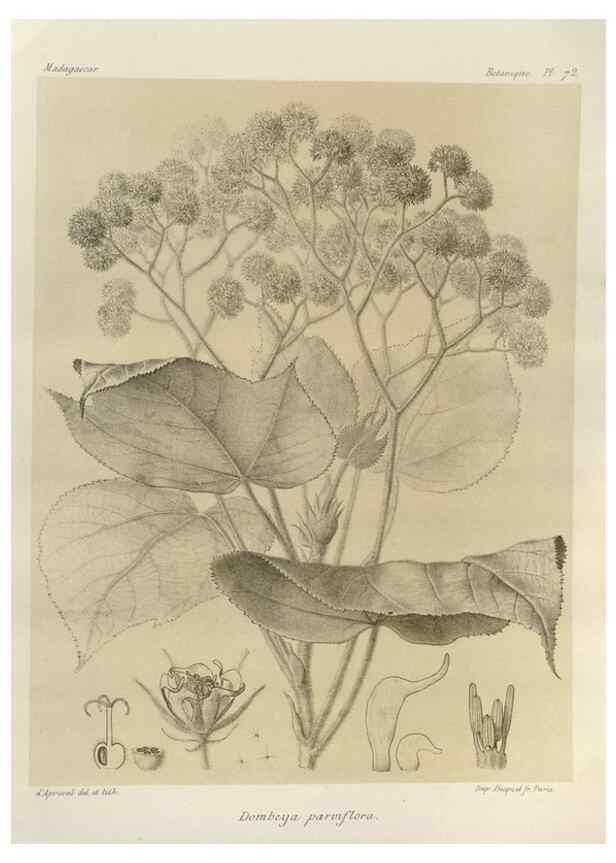 Reproducción/Reproduction 49786173917: Histoire physique, naturelle, et politique de Madagascar. Paris :Impr. nationale,1885-. 