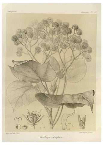 Reproducción/Reproduction 49786173917: Histoire physique, naturelle, et politique de Madagascar. Paris :Impr. nationale,1885-. 