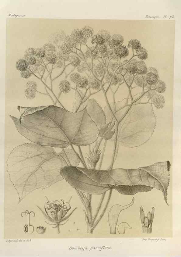 Reproducción/Reproduction 49786173917: Histoire physique, naturelle, et politique de Madagascar. Paris :Impr. nationale,1885-. 