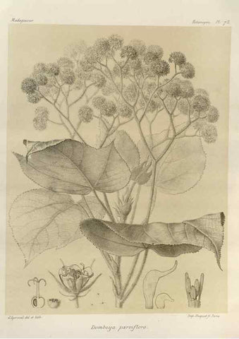 Reproducción/Reproduction 49786173917: Histoire physique, naturelle, et politique de Madagascar. Paris :Impr. nationale,1885-. 