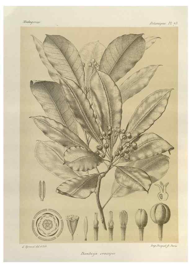 Reproducción/Reproduction 49786174127: Histoire physique, naturelle, et politique de Madagascar. Paris :Impr. nationale,1885-. 