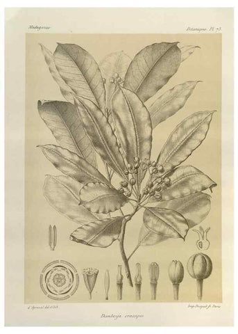 Reproducción/Reproduction 49786174127: Histoire physique, naturelle, et politique de Madagascar. Paris :Impr. nationale,1885-. 