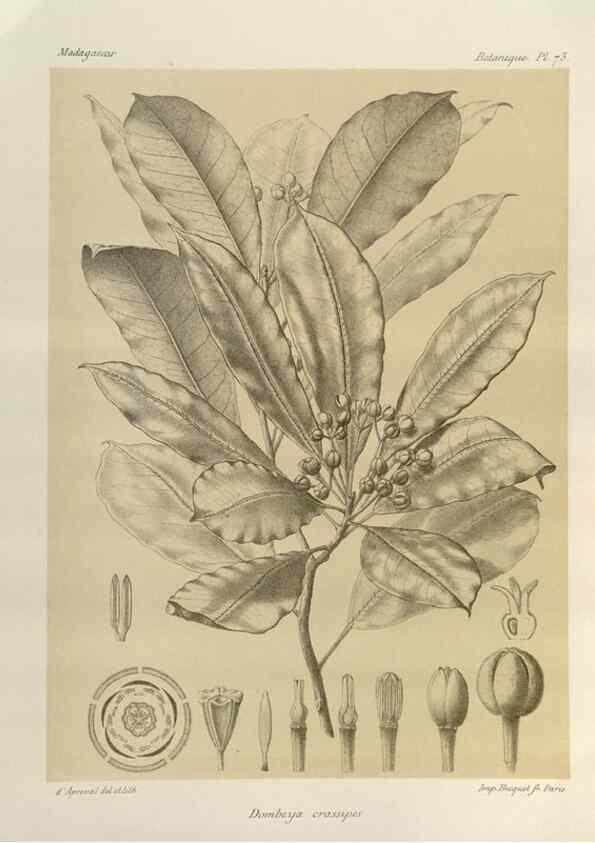 Reproducción/Reproduction 49786174127: Histoire physique, naturelle, et politique de Madagascar. Paris :Impr. nationale,1885-. 