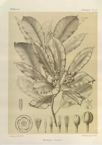 Reproducción/Reproduction 49786174127: Histoire physique, naturelle, et politique de Madagascar. Paris :Impr. nationale,1885-. 