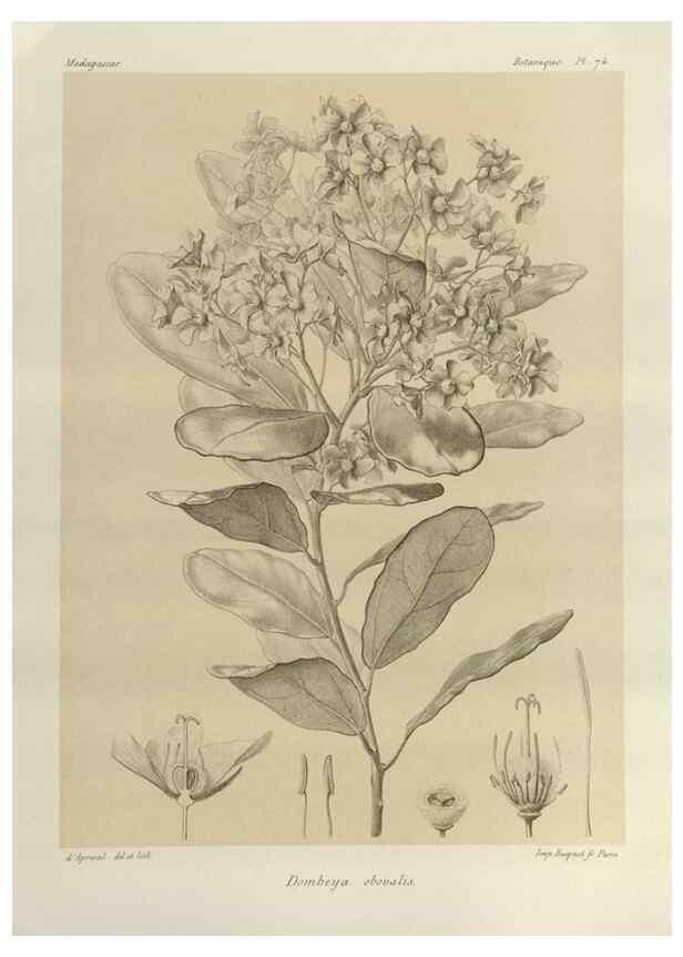 Reproducción/Reproduction 49785315653: Histoire physique, naturelle, et politique de Madagascar. Paris :Impr. nationale,1885-. 