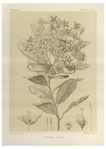 Reproducción/Reproduction 49785315653: Histoire physique, naturelle, et politique de Madagascar. Paris :Impr. nationale,1885-. 