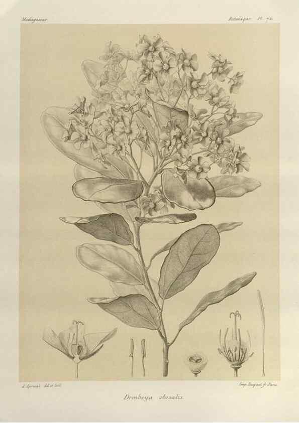 Reproducción/Reproduction 49785315653: Histoire physique, naturelle, et politique de Madagascar. Paris :Impr. nationale,1885-. 