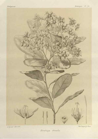 Reproducción/Reproduction 49785315653: Histoire physique, naturelle, et politique de Madagascar. Paris :Impr. nationale,1885-. 