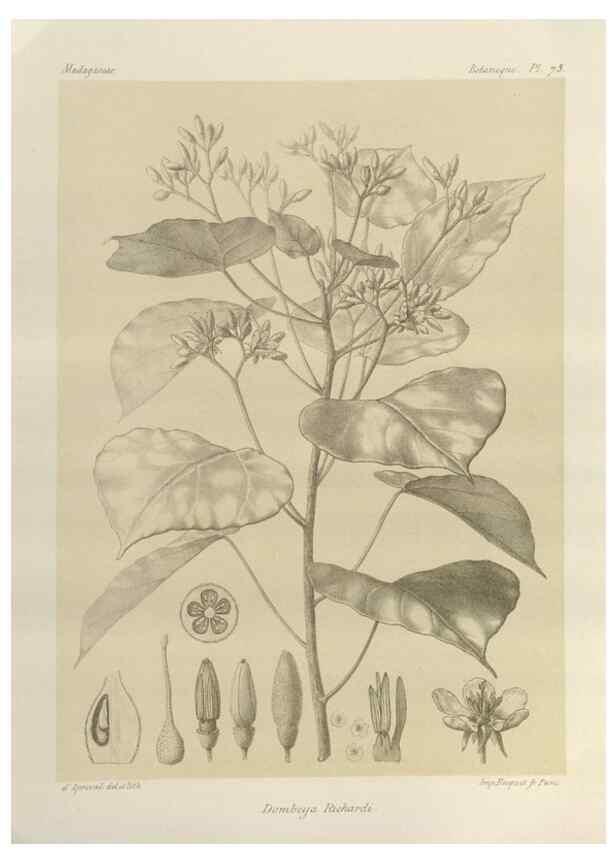Reproducción/Reproduction 49786174517: Histoire physique, naturelle, et politique de Madagascar. Paris :Impr. nationale,1885-. 