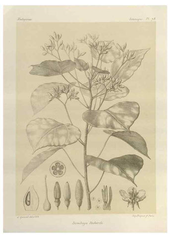 Reproducción/Reproduction 49786174517: Histoire physique, naturelle, et politique de Madagascar. Paris :Impr. nationale,1885-. 